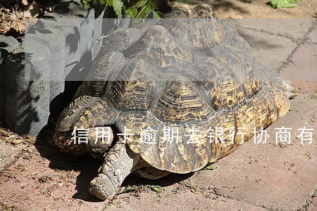 信用卡逾期去银行协商有用么 信用卡逾期去银行协商有用么