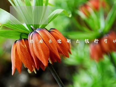 信用卡逾期去银行可以消么 信用卡逾期去银行可以消么
