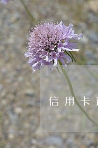 信用卡逾期去银行开卡可以吗 信用卡逾期去银行开卡可以吗
