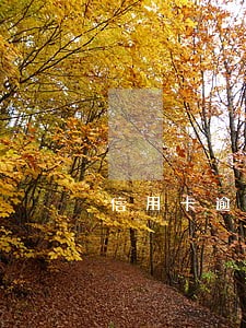 信用卡逾期去领取社保卡 信用卡逾期去领取社保卡