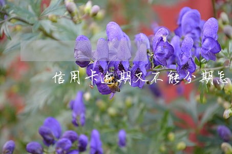 信用卡逾期又不能分期怎么办 信用卡逾期又不能分期怎么办
