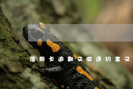 信用卡逾期又收违约金又收利息