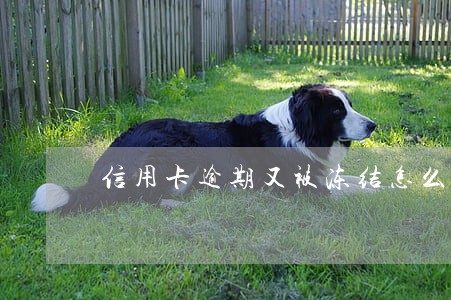 信用卡逾期又被冻结怎么办 信用卡逾期又被冻结怎么办