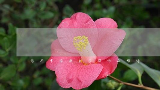 信用卡逾期发了律师函短信 信用卡逾期发了律师函短信