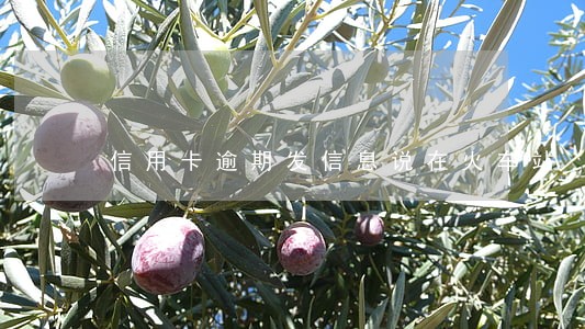 信用卡逾期发信息说在火车站 信用卡逾期发信息说在火车站