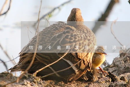 信用卡逾期发信息说逃避