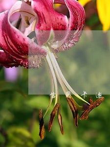 信用卡逾期发公告 信用卡逾期发公告