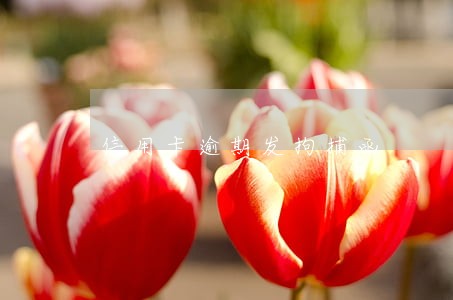 信用卡逾期发拘捕函