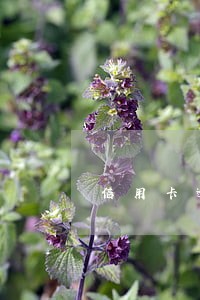 信用卡逾期发来立案通知 信用卡逾期发来立案通知