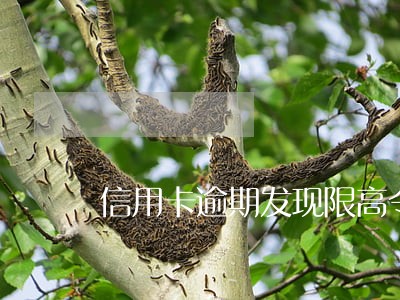 信用卡逾期发现限高令怎么办 信用卡逾期发现限高令怎么办