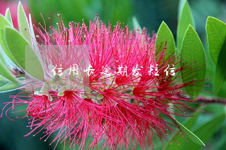 信用卡逾期发短信 信用卡逾期发短信
