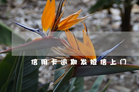 信用卡逾期发短信上门 信用卡逾期发短信上门