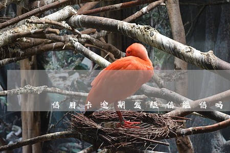 信用卡逾期发短信能信吗