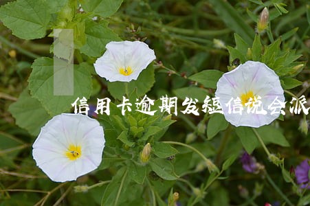 信用卡逾期发短信说会派外访