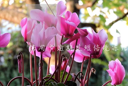 信用卡逾期发短信说冻结微信 信用卡逾期发短信说冻结微信