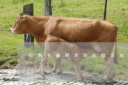 信用卡逾期发短信说定位抓我 信用卡逾期发短信说定位抓我