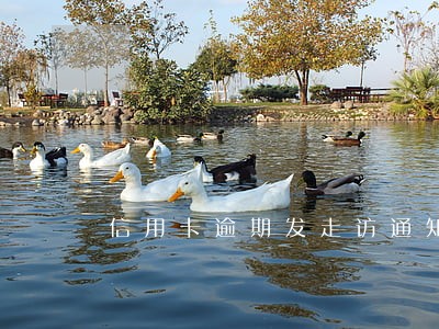 信用卡逾期发走访通知真的会来吗