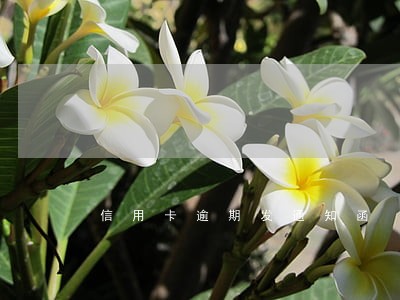 信用卡逾期发通知函