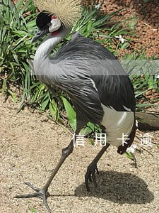 信用卡逾期发邮件说24小时报案 信用卡逾期发邮件说24小时报案