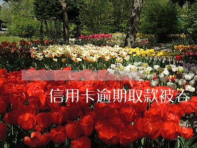 信用卡逾期取款被吞 信用卡逾期取款被吞