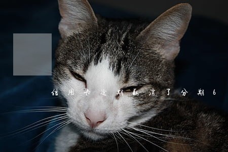 信用卡逾期取消了分期6 信用卡逾期取消了分期6