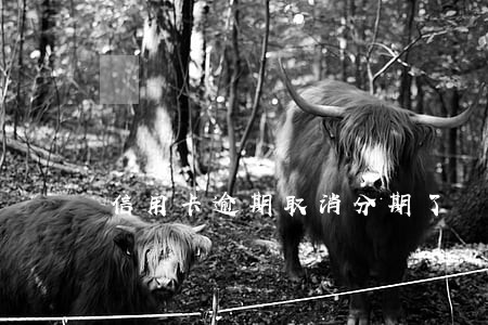 信用卡逾期取消分期了