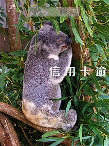 信用卡逾期取消房贷 信用卡逾期取消房贷