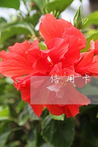 信用卡逾期取现不了 信用卡逾期取现不了