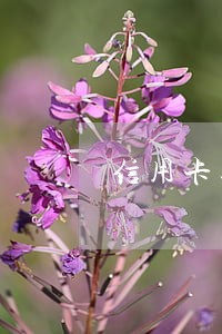 信用卡逾期受限怎么办 信用卡逾期受限怎么办