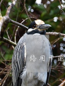 信用卡逾期变卡奴的软件 信用卡逾期变卡奴的软件