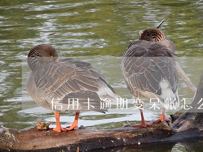 信用卡逾期变呆帐怎么处理