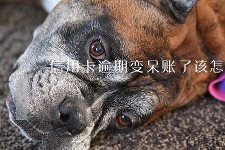 信用卡逾期变呆账了该怎么结清