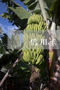信用卡逾期变多了 信用卡逾期变多了