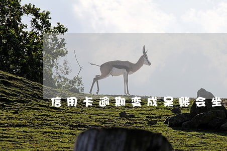 信用卡逾期变成呆账会坐牢吗