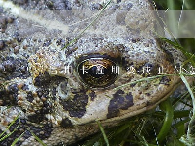 信用卡逾期变成止付怎么办