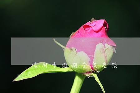 信用卡逾期变成老赖 信用卡逾期变成老赖