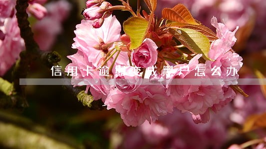 信用卡逾期变成黑户怎么办