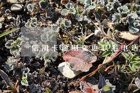 信用卡逾期变更联系电话
