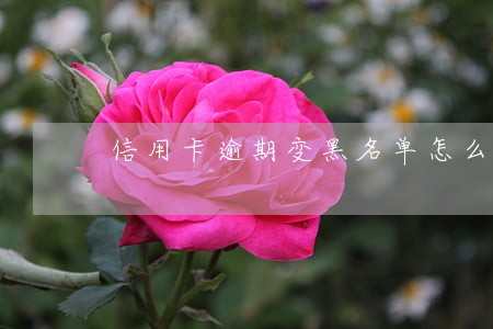 信用卡逾期变黑名单怎么办 信用卡逾期变黑名单怎么办