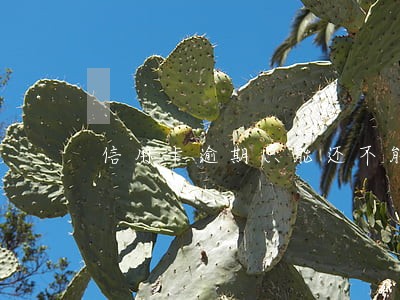 信用卡逾期只能还不能取 信用卡逾期只能还不能取