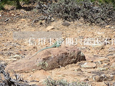 信用卡逾期只能还不能用了吗 信用卡逾期只能还不能用了吗
