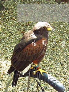 信用卡逾期只计算本金