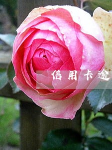 信用卡逾期只还了一半会怎么样