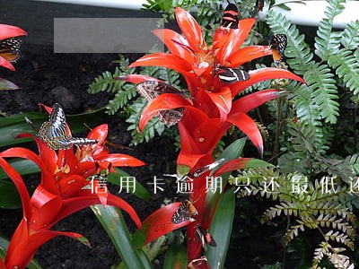 信用卡逾期只还最低还款额吗