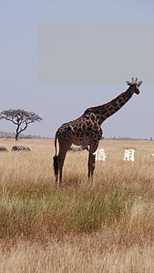 信用卡逾期只还本金会怎么样 信用卡逾期只还本金会怎么样