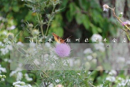 信用卡逾期叫你还本金后再去填表 信用卡逾期叫你还本金后再去填表