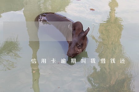 信用卡逾期叫我借钱还 信用卡逾期叫我借钱还
