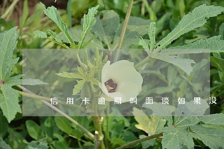 信用卡逾期叫面谈如果没谈好呢 信用卡逾期叫面谈如果没谈好呢