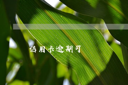 信用卡逾期可 信用卡逾期可