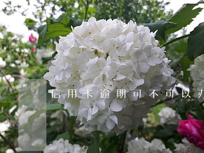 信用卡逾期可不可以办储蓄卡 信用卡逾期可不可以办储蓄卡